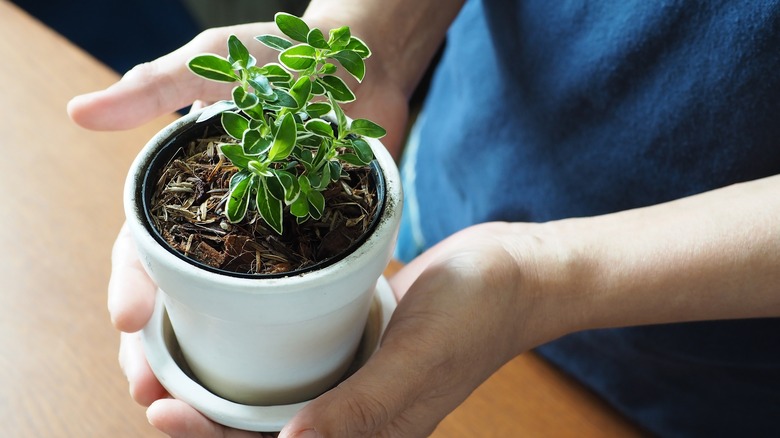 holding small house plant 