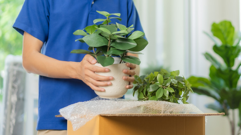 packing house plants for shipping