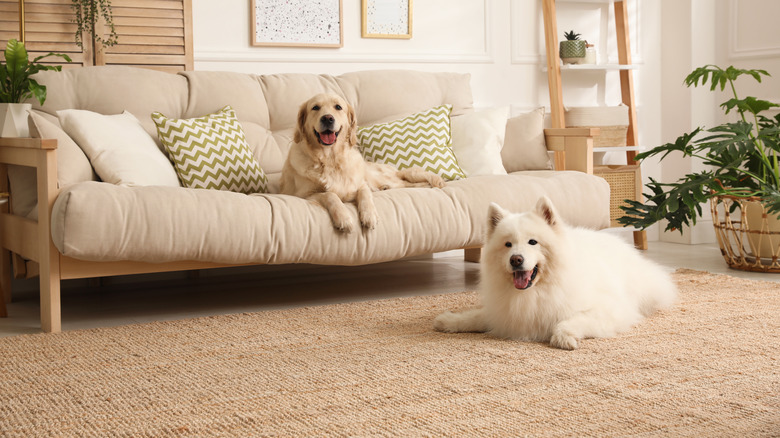 dogs in living room