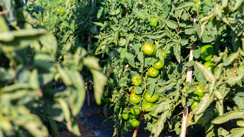 a row of tomato plants