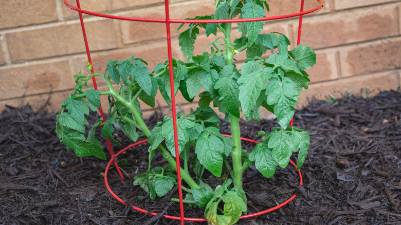 red tomato cage