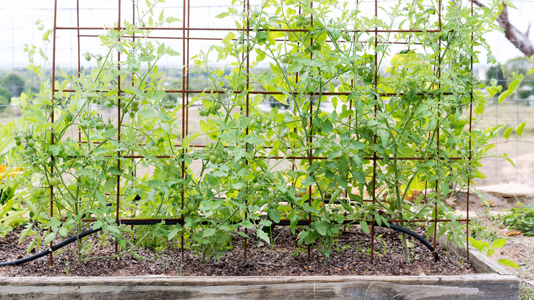 tomato trellis