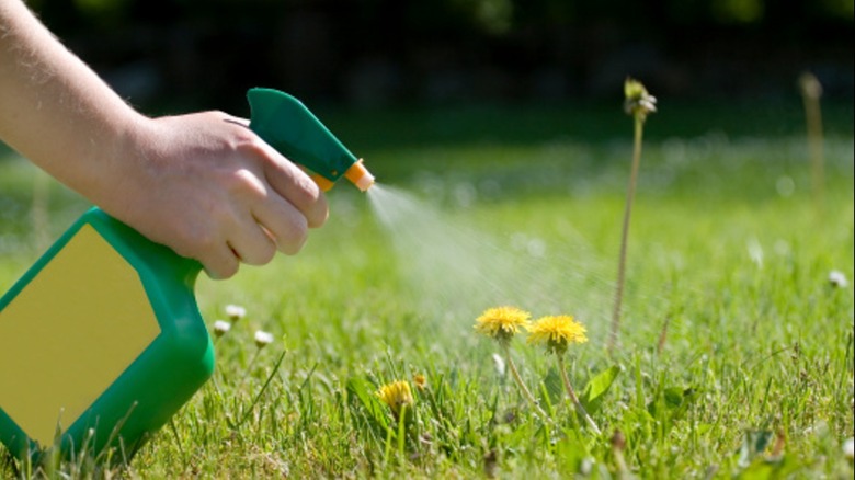 A person spraying weed killer on dandelions in the grass