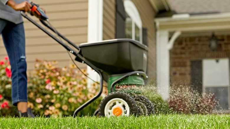 A person applying Scotts Turf Builder to the lawn with a spreader