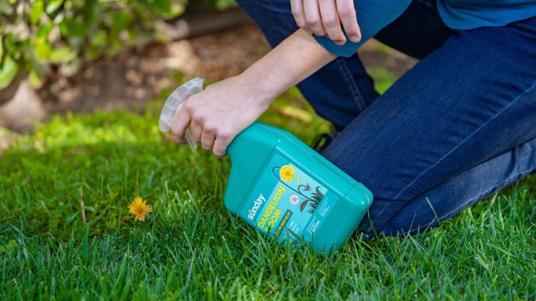 A person spraying Sunday Dandelion Doom Herbicide on a weed