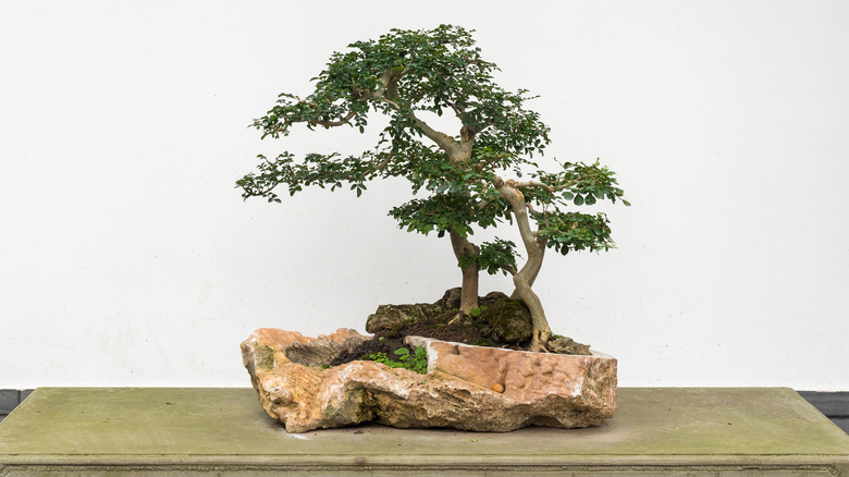 bonsai tree