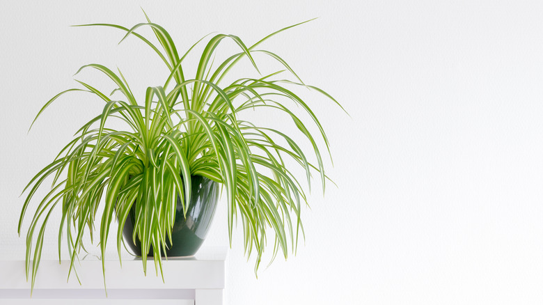 spider plant on shelf