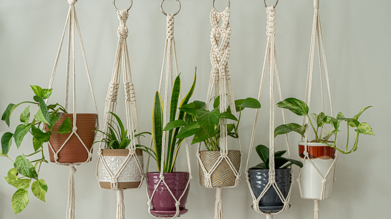 plants in macrame hangers