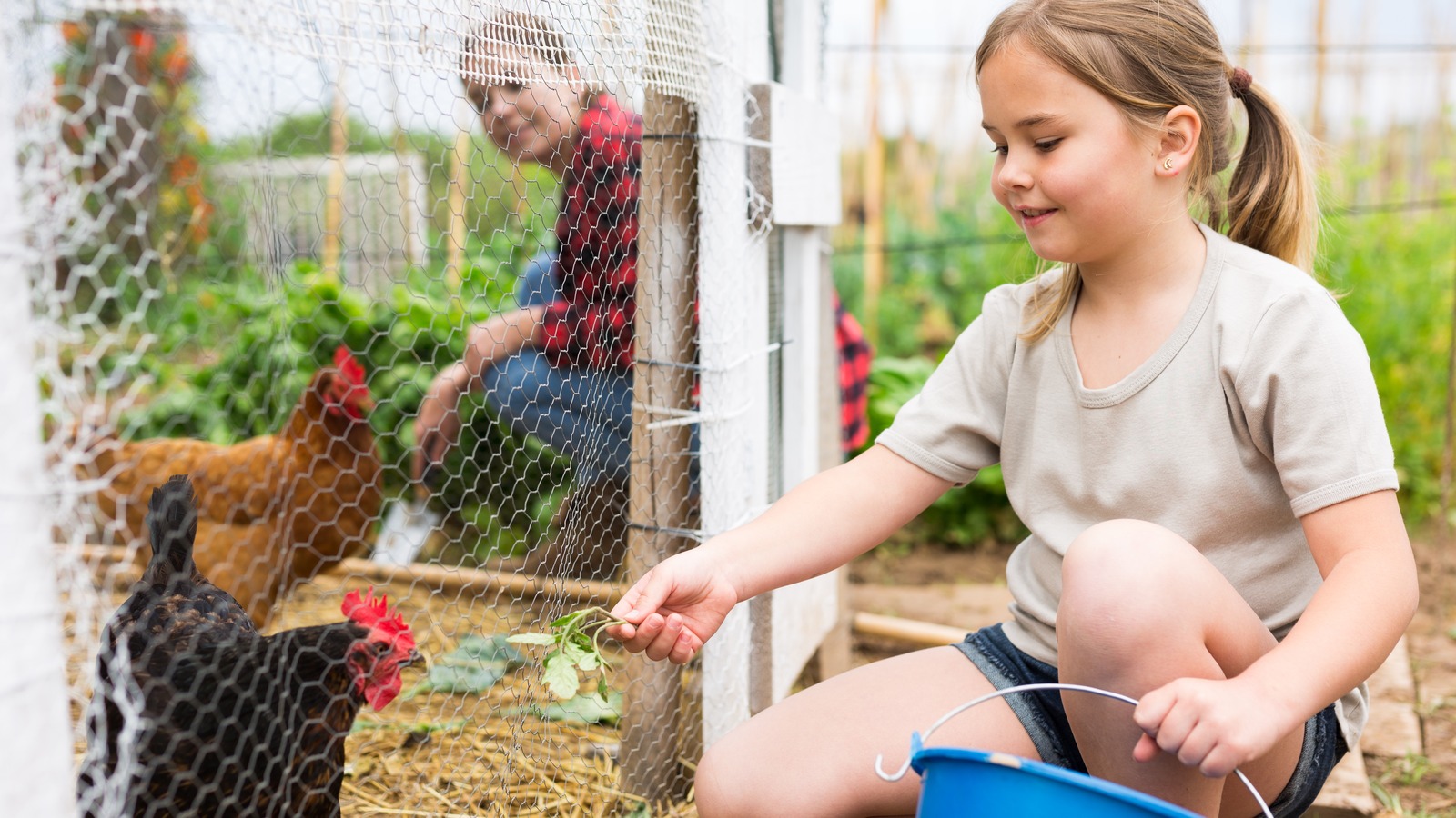 50 DIY Chicken Coop Ideas You Can Try Right Now