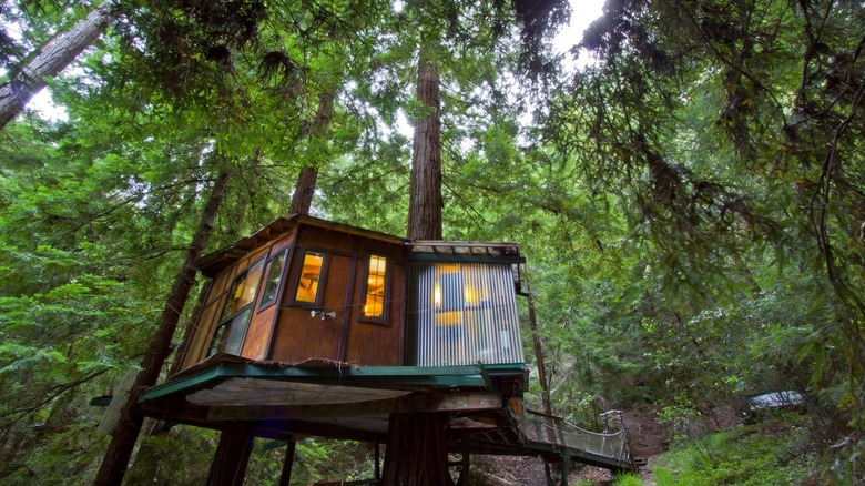 Redwood Treehouse 