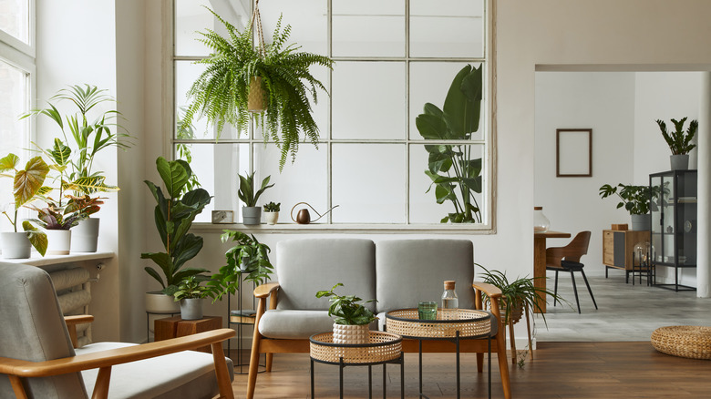 living room filled with plants