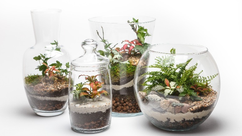 Plants and rocks in terrariums