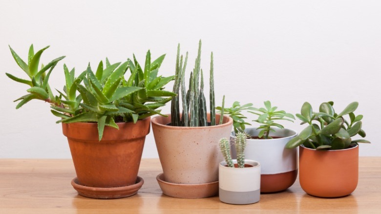 Succulents in terracotta pots