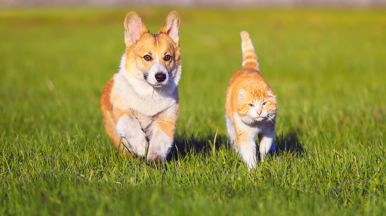 Corgi and cat in grass