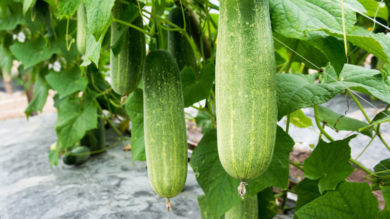 Close-up of cucumber plant
