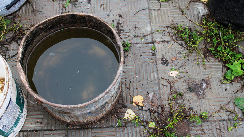 Outdoor bucket full of rainwater