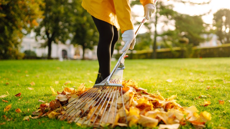 Woman raking a pile of leaves