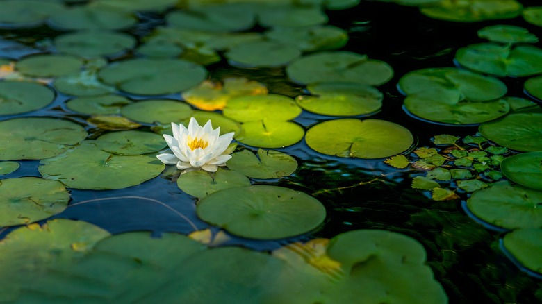 Water lilies in a pond