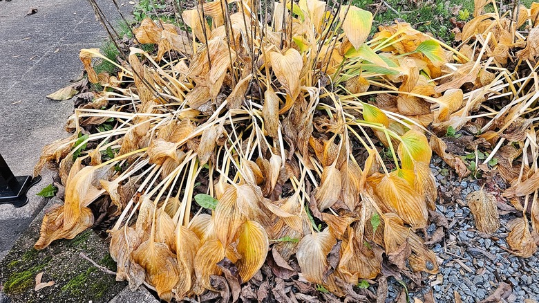 hosta with shriveling leaves