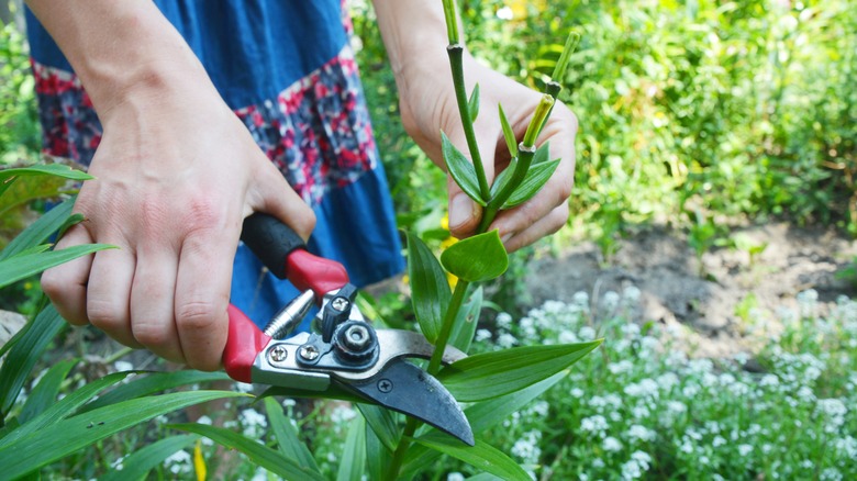 deadheading lilies with shears