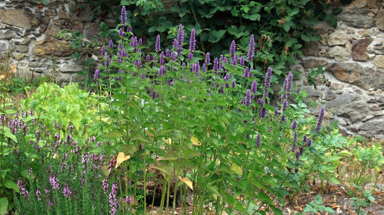 flowering anise hyssop