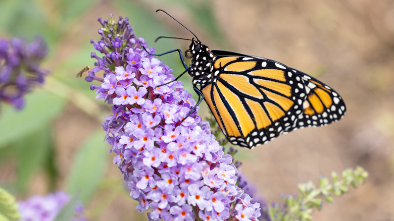 butterfly on butterfly bush