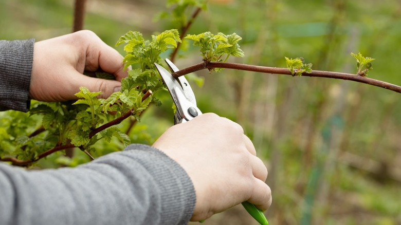 pruning bush with shears