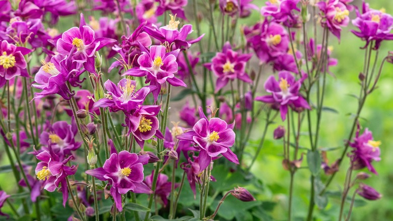 flowering columbine plant