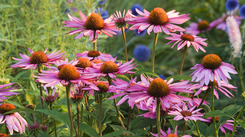 several purple coneflowers