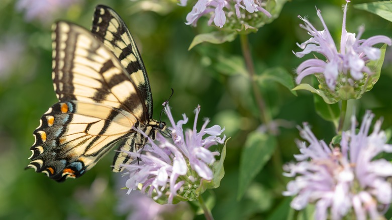 butterfly on bee balm