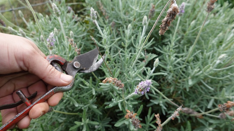 pruning lavender with shears