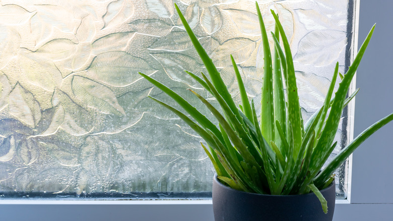 frosted window with plant