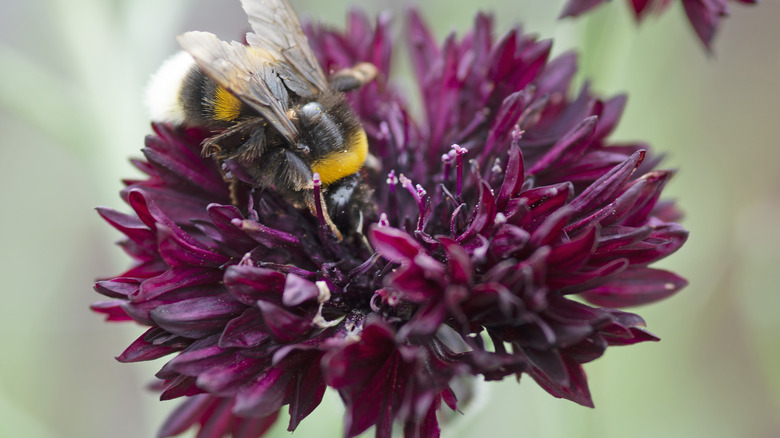 Black cornflower