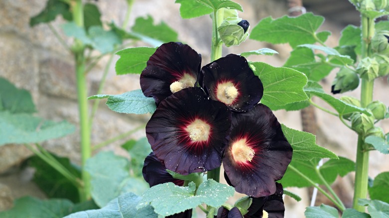 Nigra hollyhocks flower