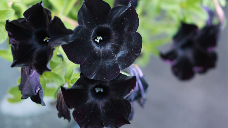 Black petunia flower