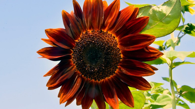 Chocolate sunflower blooming