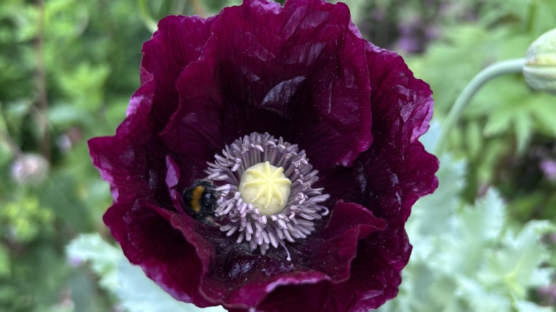 Midnight poppy flower