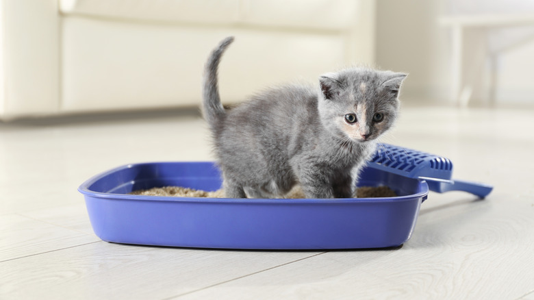 kitten in litter box 