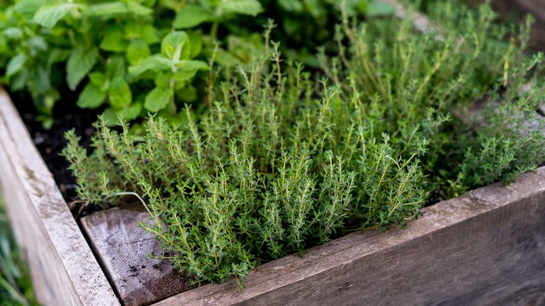 thyme growing in wooden box