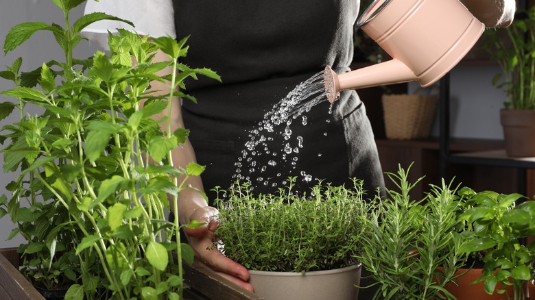 person watering potted thyme