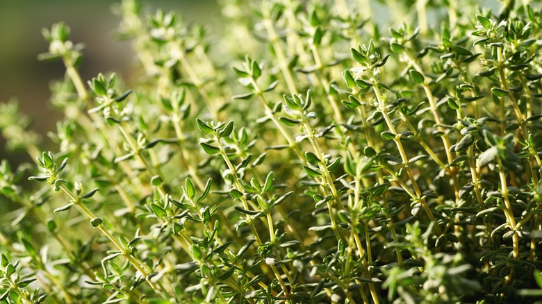 close up of thyme plant growing in the garden