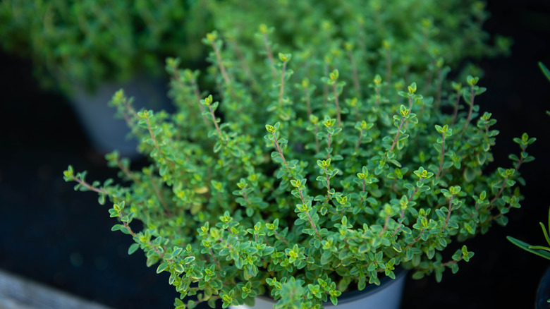 close up of thyme plant in a pot