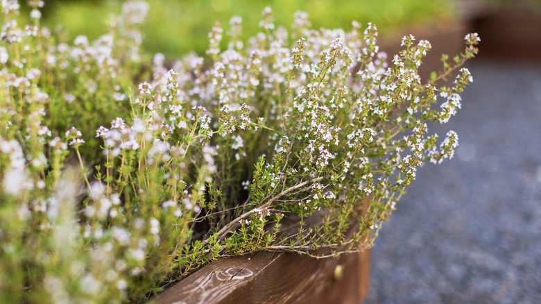 thyme growing in a raised bed