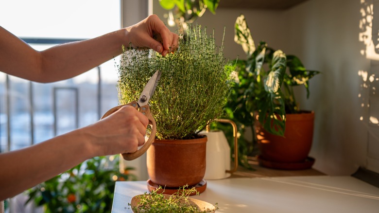 person pruning potted thyme with scissors