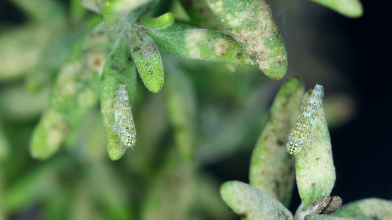 leafhopper damage on thyme plant