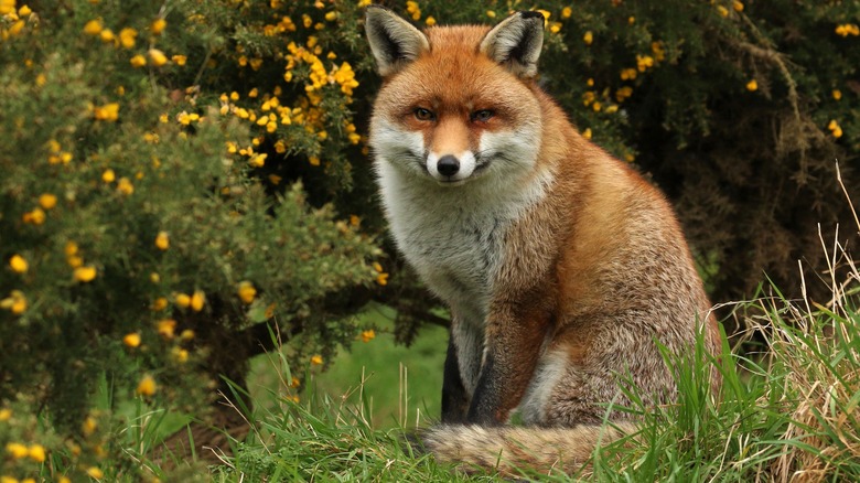 Red fox hiding in grass