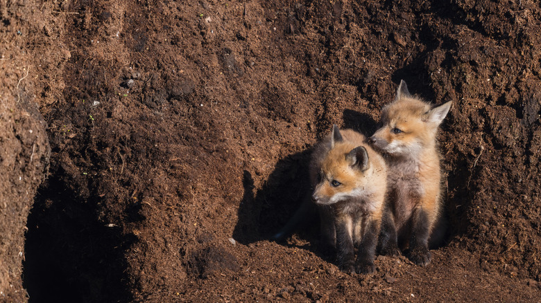 Two kits peeking out of fox den