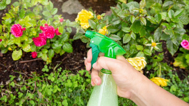 Hand using spray bottle around garden