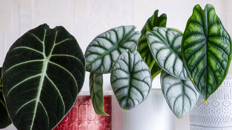 An assortment of variegated Alocasias highlights the plant's textures and patterns.