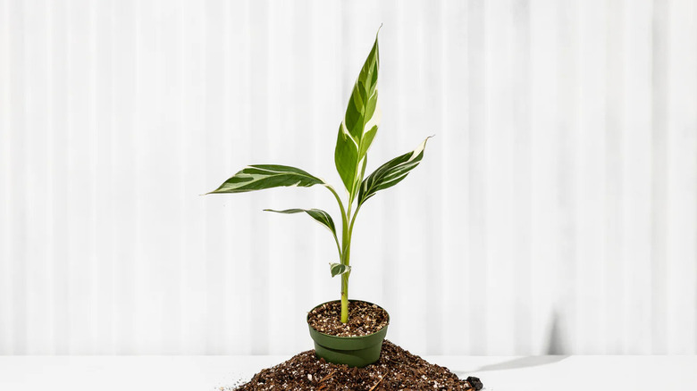 A small potted variegated banana tree (Musa 'Florida Bronana') sits against a white background.